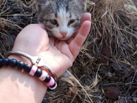 KEDİMİZE SICAK BİR YUVA ARIYORUZ