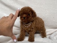 TEACUP 2 KARMA AŞILI POODLE