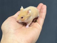 Her renkte gonzales hamster