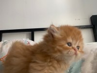 Güzeller güzeli gold british longhair yavru
