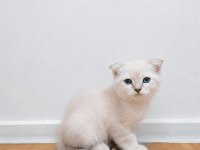 Scottish longhair yavrular 2 dişi 2 erkek