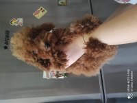 ALTI AYLIK İKİ DİŞİ KORE POODLE