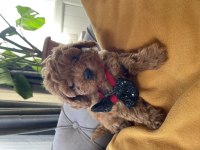 ŞİRİN SURAT MİNİK BOY TOY POODLE YAVRULAR