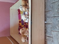 Ücretsiz Yavru Köpekler