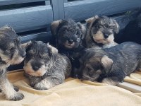 Minyatür Schnauzer Şecereli Çipli