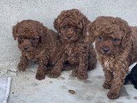 RED BROWN TOY POODLE
