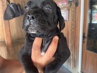 Dev panter dişi cane corso yavrular