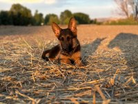 ŞECERELİ ALMAN ÇOBAN KÖPEĞİ SHOW KAN HATTI