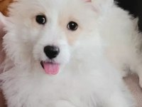 Maltese terrier 1 yaşında