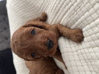 Kıvırcık toy poodle bebekler