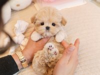 KOREAN TOY POODLE YAVRULARIM