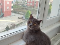 Kedimize yeni yuvasını arıyoruz (dişi)