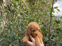 Toy Poodle Köpeği