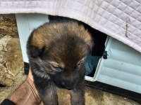 ANKARA - ORJİNAL German Shepherd Working Line