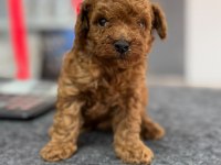 Avuç içi kadar mutluluk toy poodle yavrularım