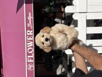 Maltipoo Minikler