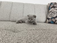 Erkek 50 günlük yavru scottish fold