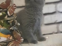 75 günlük scottish fold