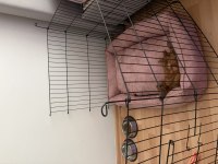 2,5 aylık red brown toy poodle
