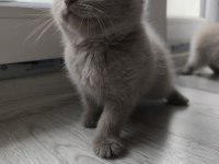 45 GÜNLÜK British Shorthair Lilac