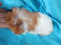 Ginepig yavrular