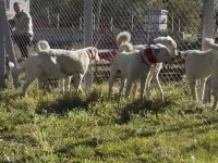 A KALİTE AKBAŞLAR SÜRÜ KÖPEKLERİMİZ