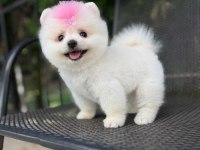 Orjinal Pomeranian Yavrumuz