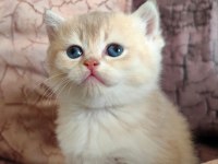 British shorthair kızımıza yeni aile arıyoruz