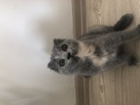 1 aylık yavru british shorthair