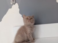 Saf Kan British Shorthair Yavrularımız