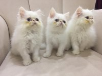 Eşsiz Exotic Shorthair Red Point Erkek Yavrular.