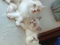 BLUE POİNT KEDİLERİMİZ