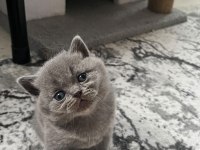 British longhair kedisi