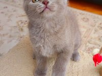 LOKUMULİNKO KEDİSİ