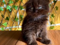 Scottish fold kaçmaz fırsat