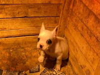 5 Aralık doğumlu Erkek Fransız bulldog teslime hazır