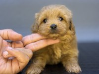 RED ÜST DÜZEY MALTİPOO BEBEKLERİMİZ