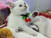 Safkan Scottish Fold ve Straight Yavrular Catteryden