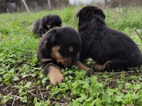 KIF onaylı A SCRli rottweiler yavrular