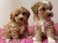ANNE BABADAN ORJİNAL MALTİPOO BEBEKLERİ