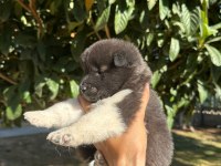 Amerikan Akita Yavru Köpekler