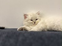 Son erkek british longhair yavrumuz