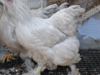 LAVENDER BRAHMA KULUÇKALIK YUMURTA & CİVCİV