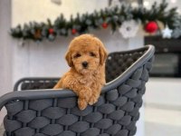 Anne altından safkan maltipoo bebekler
