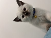 Yok böyle british shorthair