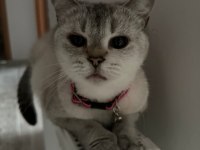 Burmilla cinsi kedimiz aşılı ve bakımlı
