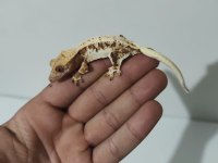 Üst Kalite Crested Geckolar
