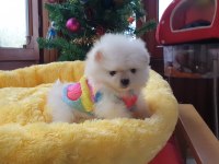 Mini Boy TeaCup Boo Pomeranian