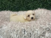 MALTESE BEBEKLER