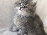 British longhair dişi yavrumuz ev ortamında doğdu